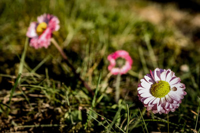 Close-up of pink flowering plants on field