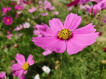 Close-up of pink cosmos flower on field