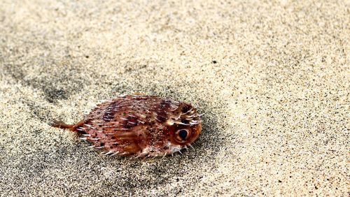 Close-up of crab on sand at beach