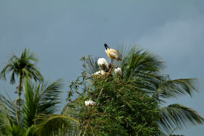 Bird perching on palm tree against sky