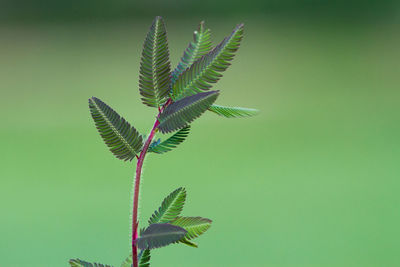 Close-up of plant
