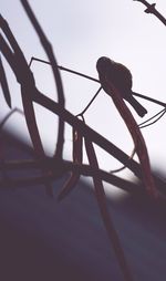 Low angle view of silhouette bird on metal against sky