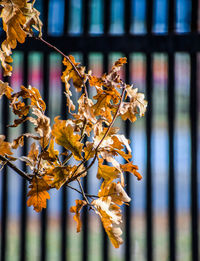 Close-up of wilted plant during autumn