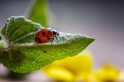 Close-up of ladybug on leaf