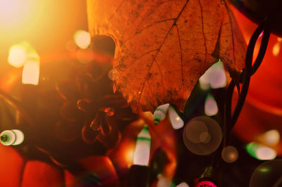 Close-up of illuminated leaves during night