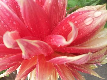 Close-up of pink flowers