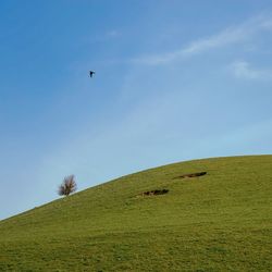 Scenic view of grassy field against sky