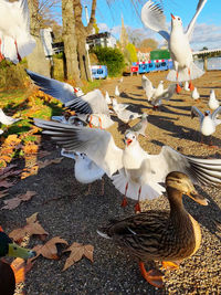 High angle view of birds on field