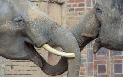 Close-up of two elephant in zoo