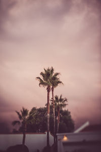 Close-up of palm tree against sky