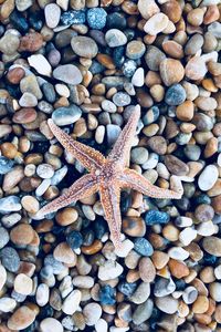 Directly above shot of starfish on pebble