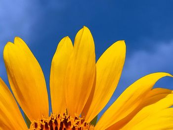 Close-up of sunflower against blue sky