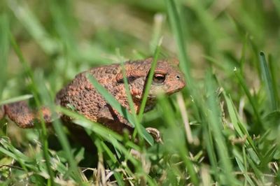 Close-up of grass