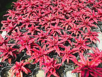 High angle view of red flowering plants