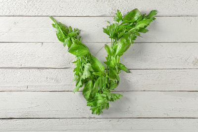 Close-up of plant growing on table against wall