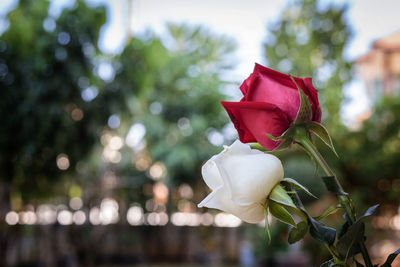 Close-up of rose against blurred background