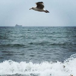 Bird flying over sea against clear sky