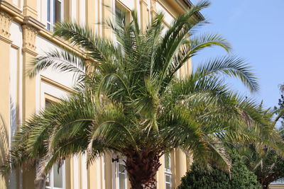 Low angle view of palm trees against sky