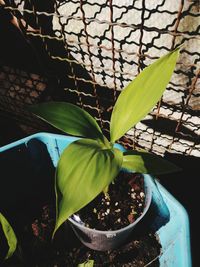 Close-up of potted plant