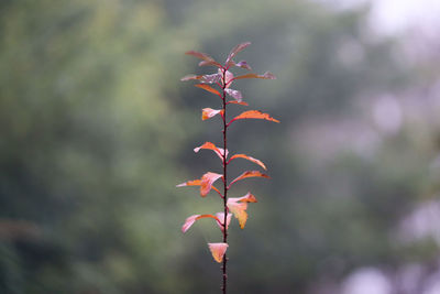 Close-up of maple leaf during autumn