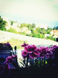 Close-up of flowers blooming against sky