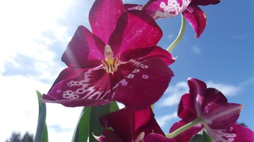 Close-up of pink flowering plant against sky