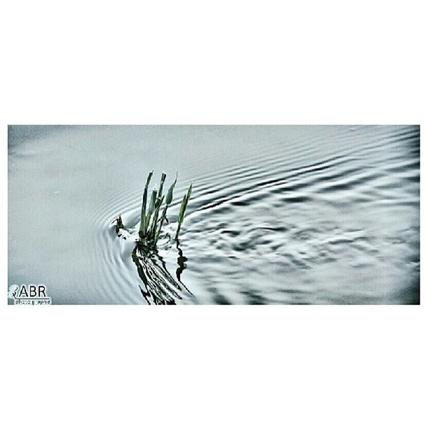 transfer print, auto post production filter, plant, copy space, close-up, nature, no people, clear sky, day, stem, growth, outdoors, grass, water, tranquility, sky, dry, reflection, simplicity, studio shot