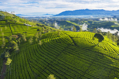 Scenic view of agricultural field