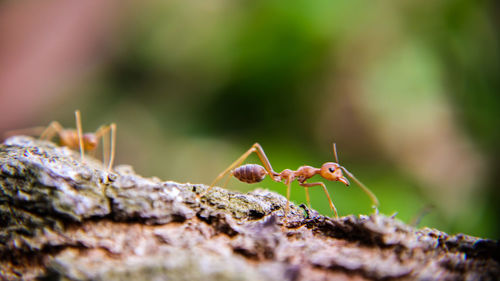 Close-up of ant on leaf