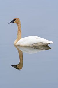 Tundra swan on the mississippi river while migrating