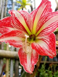 Close-up of day lily blooming outdoors