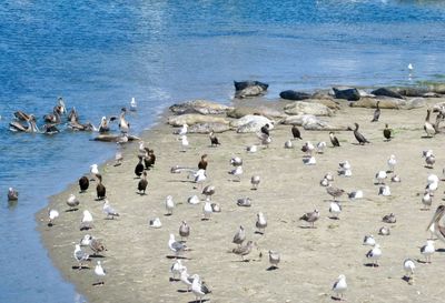 High angle view of birds on beach