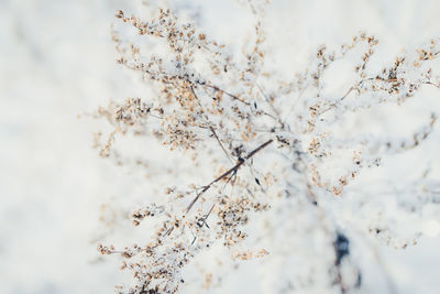 Low angle view of flower tree against sky