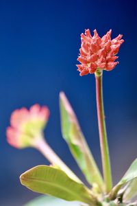 Close-up of flowering plant against blue sky