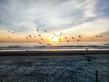 Silhouette birds flying over beach against sky during sunset