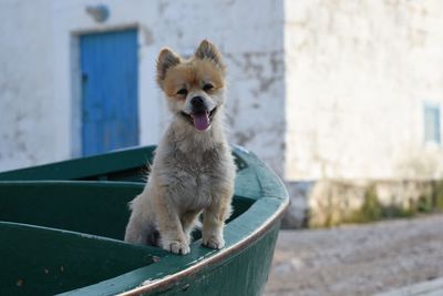 Portrait of dog