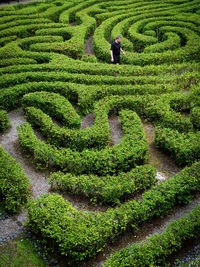 maze