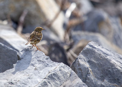 Close-up of bird perching on rock