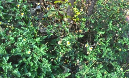 Plant growing in forest