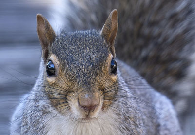 Close-up of an animal