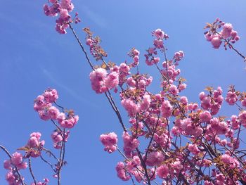 Low angle view of pink flowers blooming on tree