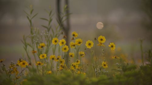 Lance-leaved coreopsis in the morning