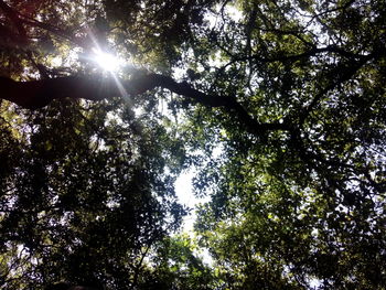 Low angle view of trees against sky