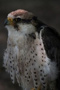 Close-up portrait of eagle