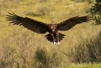 Close-up of eagle flying