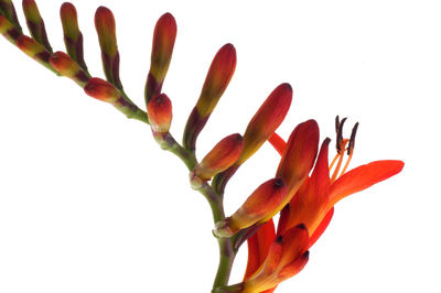 Close-up of red flowering plant against white background