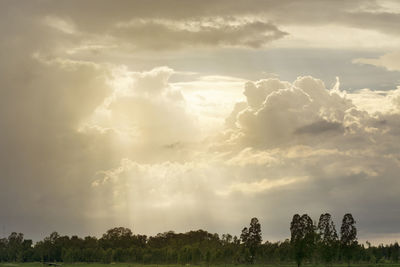 Panoramic view of trees on field against sky at sunset