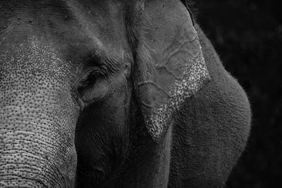 Close-up of elephant