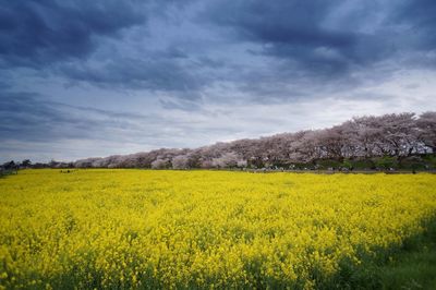 Scenic view of field against cloudy sky