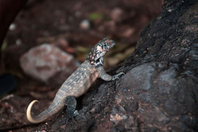 Close-up of lizard on tree trunk